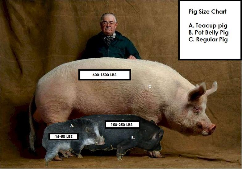This shows the size of a farm pig, a potbellied pig and a teacup big.